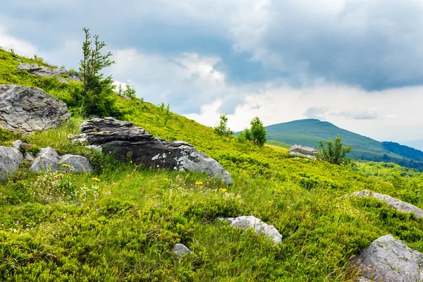 Barrträd på en bergstopp vid soluppgången — Stockfoto