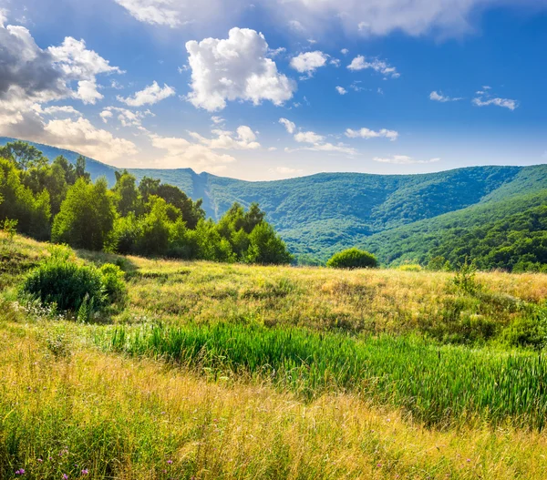 Wald am Hang Wiese in den Bergen bei Sonnenaufgang — Stockfoto