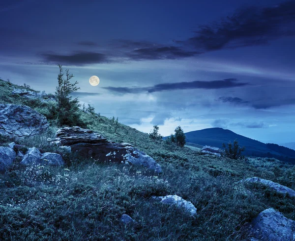 Conifères sur un sommet de montagne la nuit — Photo