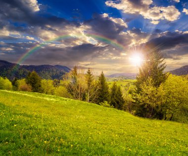 gün batımında yamaca forest yakınındaki dandelions ile çayır