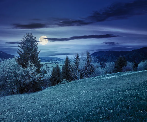 Löwenzahnwiese in Waldnähe am Hang bei Nacht — Stockfoto