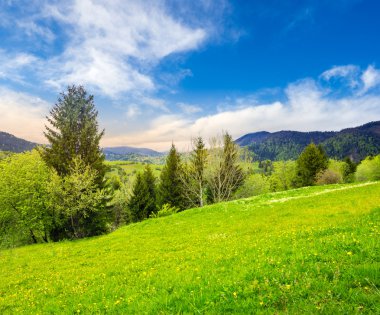 dandelions gündoğumu, yamaca forest yakınındaki ile çayır