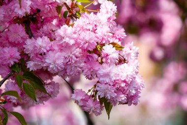 Baharda kiraz çiçeği açar. Narin pembe çiçek yaprakları. Japon Kanzan Sakura 'ya yakın çekim. Uzhorod, Ukrayna 'da Hanami Tatili. Romantik sezon. Nisan 'da çiçek açan bitki ile birlikte doğa arka planı
