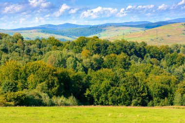 Sonbaharda Karpat Dağları 'nın kırsal kesimindeki tepede bir orman. Volovets bölgesinin harika manzarası. Eylül ayında çimenli çayırların yanında yaprak döken ağaçlar.