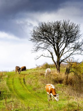 Ağaçların yakınındaki kırsal alanda otlayan ineklerin yaprakları falan yok. Dik tepede otla beslenen sığırlar. Ukrayna kırsalında dramatik sonbahar havası