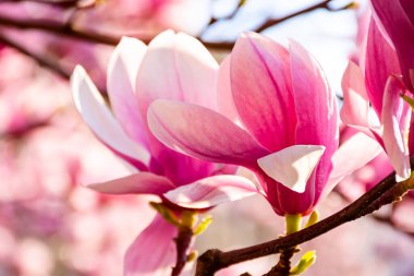İlkbaharda açan manolya ağacı. Güneş ışığıyla yıkanan ruhun güzel pembe çiçekleri. Sıcak nisan havası