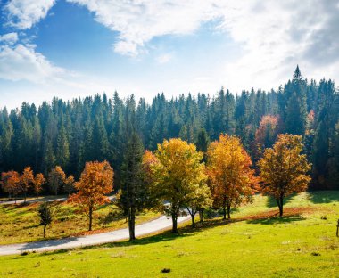 Kozalaklı ormanın yakınındaki vadiden geçen sonbahar manzarası ve renkli yapraklı ağaçlar. Ukrayna 'nın Karpat Dağları' ndaki güzel kırsal manzara. Güneşli bir günde manzaralı bir yer
