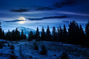 Geceleri çayırdaki köknar ağaçları. Dolunay ışığında, yıldızlı gökyüzünün altındaki dağlarda kozalaklı ormanlarla dolu manzaralar. Cadılar bayramı arkaplanı için siluetleri olan gizemli alp manzarası