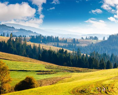 Sonbaharda çimenli tepede bir orman. Yuvarlanan otlaklı güzel kırsal manzara. Transcarpathia 'nın dağlık kırsalında. Güneşli bir gün. Karpatlarda sıcak Ekim havası