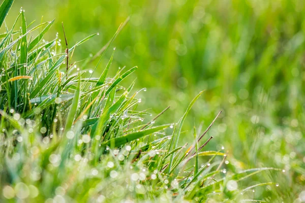 Tráva na lesní mýtině closeup ve světle slunce — Stock fotografie