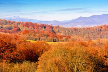 scenic mountain landscape in autumn. epic alpine scenery of carpathians with distant smooth peak under blue sky. beech forest in colorful foliage during fall season. amazing place on a sunny morning