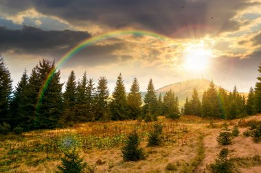 Gün batımında çayırdaki köknar ağaçları. Mavi gökyüzünün altında, akşam ışığında ağır bulutlarla kozalaklı ormanlarla dolu manzaralı bir yer. güzel alp manzarası