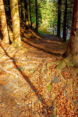 sunny autumn scenery in the park. trees without foliage. ground covered with fallen leaves. seasonal change in nature. hiking forested countryside of pylypets, transcarpathia
