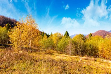 Transcarpathia manzarası ve sonbahar ormanı. Renkli yapraklı huş ağaçlarıyla birlikte Uzana Ulusal Doğa Parkı. Ukrayna 'da dağların tepesinde bulutlar. Güneşli bir günde yatay seyahat arkaplanı