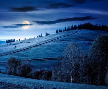 Sonbaharda çimenli tepede geceleri orman. Yuvarlanan otlaklı güzel kırsal manzara. Dolunay ışığında dağlık bir kırsal. Sıcak Ekim havası