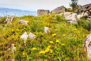 İlkbaharda çayırda sarı karahindibalı alp manzarası. Ukrayna dağlarında çiçek açan yeşil doğa arka planı. Karpatya Alpleri 'nden taşlı ve çimenli manzaralı çiçek duvar kağıdı.
