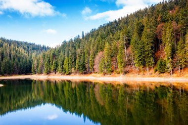 lake in carpathian mountains on a sunny autumn day. scenic view with coniferous forest reflection on the clear water. amazing cloudscape. beautiful landscape of synevyr national park of ukraine 