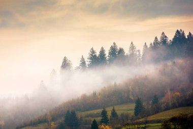 Ormanın içinde sis. Tepedeki parlak siste ladin ağaçları. Kasvetli bir atmosfer. Gün doğumunda dağlarda fantastik doğa manzarası. Bulutlu gökyüzü. Aşağıdan bak. Sıkıştırılmış telefoto resmi
