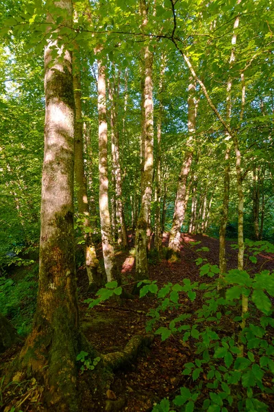 Yazın kayın ormanlarının manzarası. Sabah ışığında yeşil yapraklı güzel bir arka plan. Ukraynalı Karpatların verimli yaprak döken ormanları