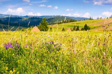 Dağ çayırındaki çiçeklerle birlikte doğa arka planı. Güneşli bir yaz gününde yeşil çimlerin arasında otlarla birlikte çiçek açan Karpatya manzarası. yuvarlanan tepeler ve mavi gökyüzü üzerinde tarlası olan harika bir kırsal manzara.