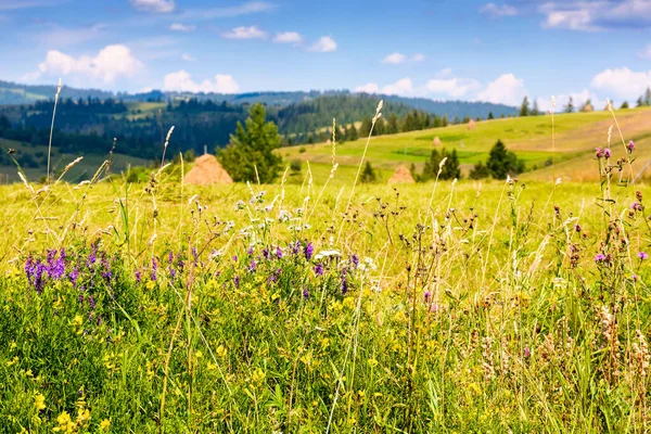 Dağ çayırındaki çiçeklerle birlikte doğa arka planı. Güneşli bir yaz gününde yeşil çimlerin arasında otlarla birlikte çiçek açan Karpatya manzarası. yuvarlanan tepeler ve mavi gökyüzü üzerinde tarlası olan harika bir kırsal manzara.