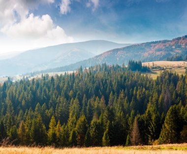 Sonbaharda Karpat dağlarının kırsal kesiminde. Ukrayna 'nın harika dağları sabah ışığında yamaçtan izleniyor. Spruce Ormanı yakınlarındaki yuvarlanan tepelerdeki çayırlar. Transcarpathia seyahat hedefi