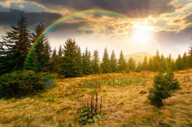 Gün batımında çayırdaki köknar ağaçları. Mavi gökyüzünün altında, akşam ışığında ağır bulutlarla kozalaklı ormanlarla dolu manzaralı bir yer. güzel alp manzarası