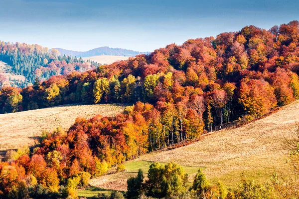 Karpat Dağları 'nın sonbahar kırsalında. Sabah ışığında güzel bir Ukrayna manzarası. Renkli yapraklar içinde ağaçlar ve yuvarlanan tepelerde çayırlar. Fotoğraf için harika bir yer.