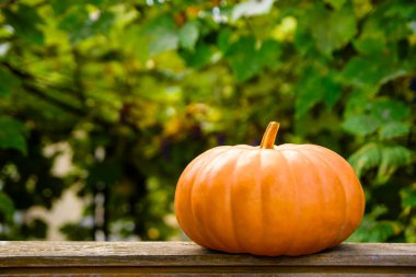 Tahta bir masada portakal kabağı. Şükran Günü ya da Cadılar Bayramı konsepti için fotokopi alanı olan güzel bir arka plan. Sonbaharda kırsal bahçe. Dışarıda kırsal yaşam kompozisyonu