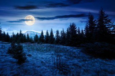 Geceleri çayırdaki köknar ağaçları. Dolunay ışığında, yıldızlı gökyüzünün altındaki dağlarda kozalaklı ormanlarla dolu manzaralar. Cadılar bayramı arkaplanı için siluetleri olan gizemli alp manzarası