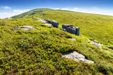 Dağlardaki harika yaz manzarası. Yeşil yamaçtaki çimenli çayırlarda kayalar ve kayalar. Sabah ışığında güzel bir manzara. Ukrayna Karpatları mavi gökyüzü altında Alp manzarası