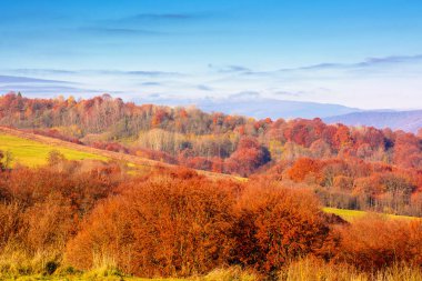 scenic mountain landscape in autumn. epic alpine scenery of carpathians with distant smooth peak under blue sky. beech forest in colorful foliage during fall season. amazing place on a sunny morning