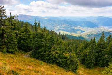 Dağ manzarasında kozalaklı orman. Carpathian dağlarındaki Synevyr Milli Parkı 'nda manzaralı bir yer. Vadinin panoramik manzarası ve yemyeşil yamaç. Bulutlu gökyüzü. İlham için fotoğraf turizmi kavramı