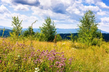 Dağ çayırındaki çiçeklerle birlikte doğa arka planı. Güneşli bir yaz gününde yeşil çimlerin arasında otlarla birlikte çiçek açan Karpatya manzarası. yuvarlanan tepeler ve mavi gökyüzü üzerinde tarlası olan harika bir kırsal manzara.