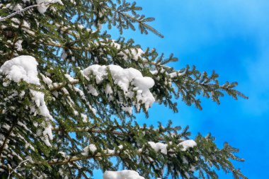 Karla kaplı kozalaklı ağaç dalı. Karpatya Bakire Ladin Ormanı 'nda kış geçmişi. Yakın plan fotoğraf. Güneşli bir günde Noel tatili havası. Soğuk hava güzel yeşil iğneler