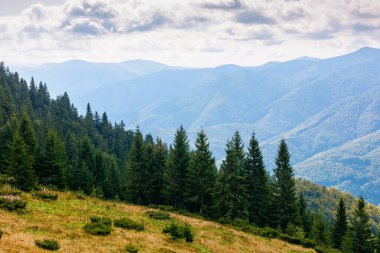 Ukrayna 'nın Karpat Dağları' ndaki bakir kozalaklı orman. Sonbaharda, sarp yamaçlarda, yıpranmış çimlerde güzel ladin ağaçları. Synevyr Alp manzarası. Ormanların korunması için arka plan