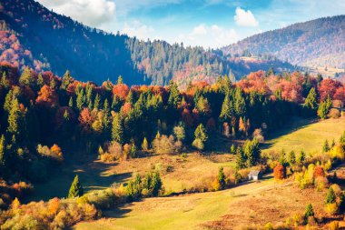 Karpat Dağları kırsal kesiminde güneşli bir öğleden sonra sonbahar manzarası. Mavi gökyüzünün altında yuvarlanan tepeleri olan güzel bir kırsal manzara. Ormanın yakınındaki yamaçta güzel otlaklar var.