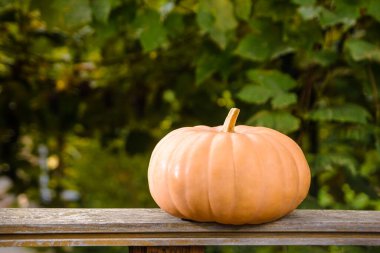 Olgun misk kedisi balkabağı güz hasadı. Kırsal çevrede bulanık bir arka plan. Tahtası olan kırsal bir teras. Cadılar bayramı ya da sonbahar sezonunda şükran günü için arkaplan. Sıcak kırsal bölge