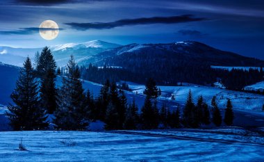 spruce forest on a meadow covered with snow in mountains at night. beautiful landscape in good winter weather in full moon light. background for fake news or conspiracy concepts