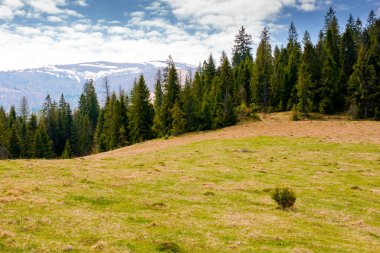 Baharda ladin ormanlarıyla kaplı dağ manzarası. Güneşli bir günde tepede yeşil çayır. Karpatlar 'ın tepeleri gökyüzünün altında bulutlarla karla kaplı. Ukrayna 'nın güzel kırsal manzarası
