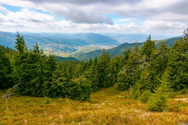 Dağ manzarasında kozalaklı orman. Carpathian dağlarındaki Synevyr Milli Parkı 'nda manzaralı bir yer. Vadinin panoramik manzarası ve yemyeşil yamaç. Bulutlu gökyüzü. İlham için fotoğraf turizmi kavramı