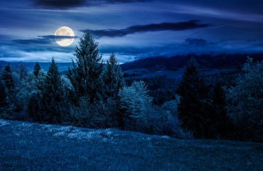 Bulutlu bir bahar gecesinde yüksek dağlardaki tepenin yamacındaki çayırlarda çam ağaçları. Dolunay ışığında sürdürülebilirlik arka planı için kırsal alan. kurgu sanatı veya gizem kavramları için arkaplan