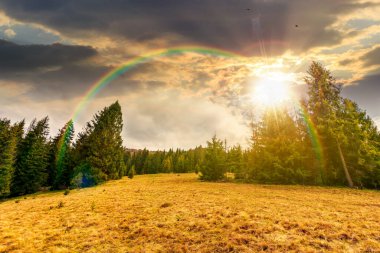 Baharda gün batımında harika bir kır manzarası. Akşam ışığında tepede bir sıra çam ağacı. Yıpranmış çimenli çayır. Bulutlu gökyüzü. Gökkuşağının altında kurumsal bir duvar kağıdı var.