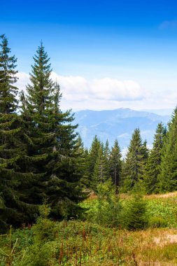 Sonbaharda hep yeşil olan Ukrayna 'nın dağ manzarası. Karpatlar 'da bulutlu gökyüzünün altında, yamaçta kozalaklı ağaçlar olan güzel bir yer. Güneşli bir günde doğada dikey duvar kağıdı güzelliği