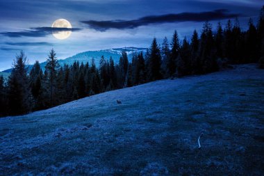 Baharda geceleri ladin ormanlarıyla kaplı dağ manzarası. Dolunay ışığında tepedeki çayır. Gökyüzünün altında bulutlarla karla kaplı uzak mesafeler. Güzel kırsal manzara