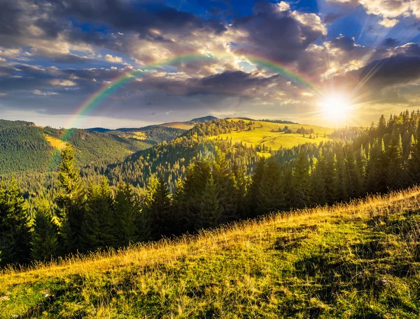 Coniferous forest in romaninan mountain  at sunset — Stock Photo, Image