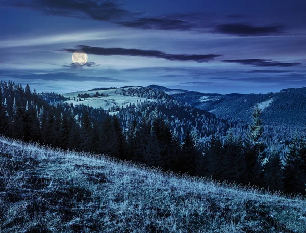 Bosque de coníferas en la montaña romanina por la noche — Foto de Stock