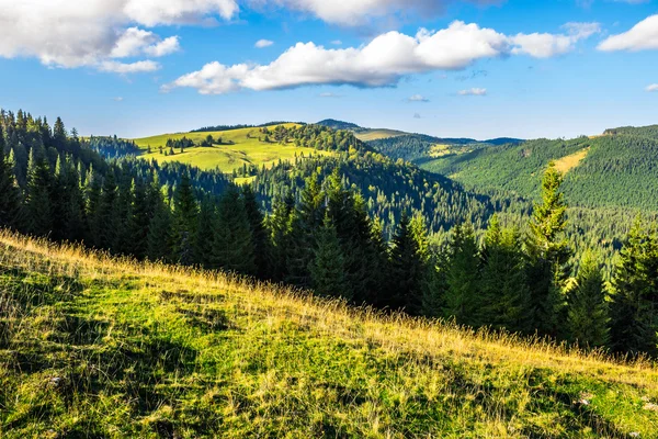 Foresta di conifere in montagna rumena all'alba — Foto Stock