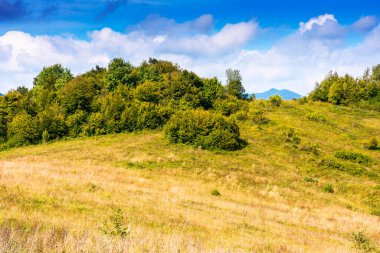 Sonbaharda yeşillik ormanlarıyla kaplı bir dağ manzarası. Güneşli bir günde mavi gökyüzünün altında Ukrayna 'nın dağlık tepelerinde yuvarlanan kayın ağaçları. yeşil ortam için arkaplan resmi