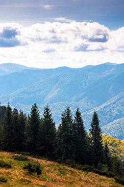 Sonbaharda hep yeşil olan Ukrayna 'nın dağ manzarası. Karpatlar 'da bulutlu gökyüzünün altında, yamaçta kozalaklı ağaçlar olan güzel bir yer. Güneşli bir günde doğada dikey duvar kağıdı güzelliği
